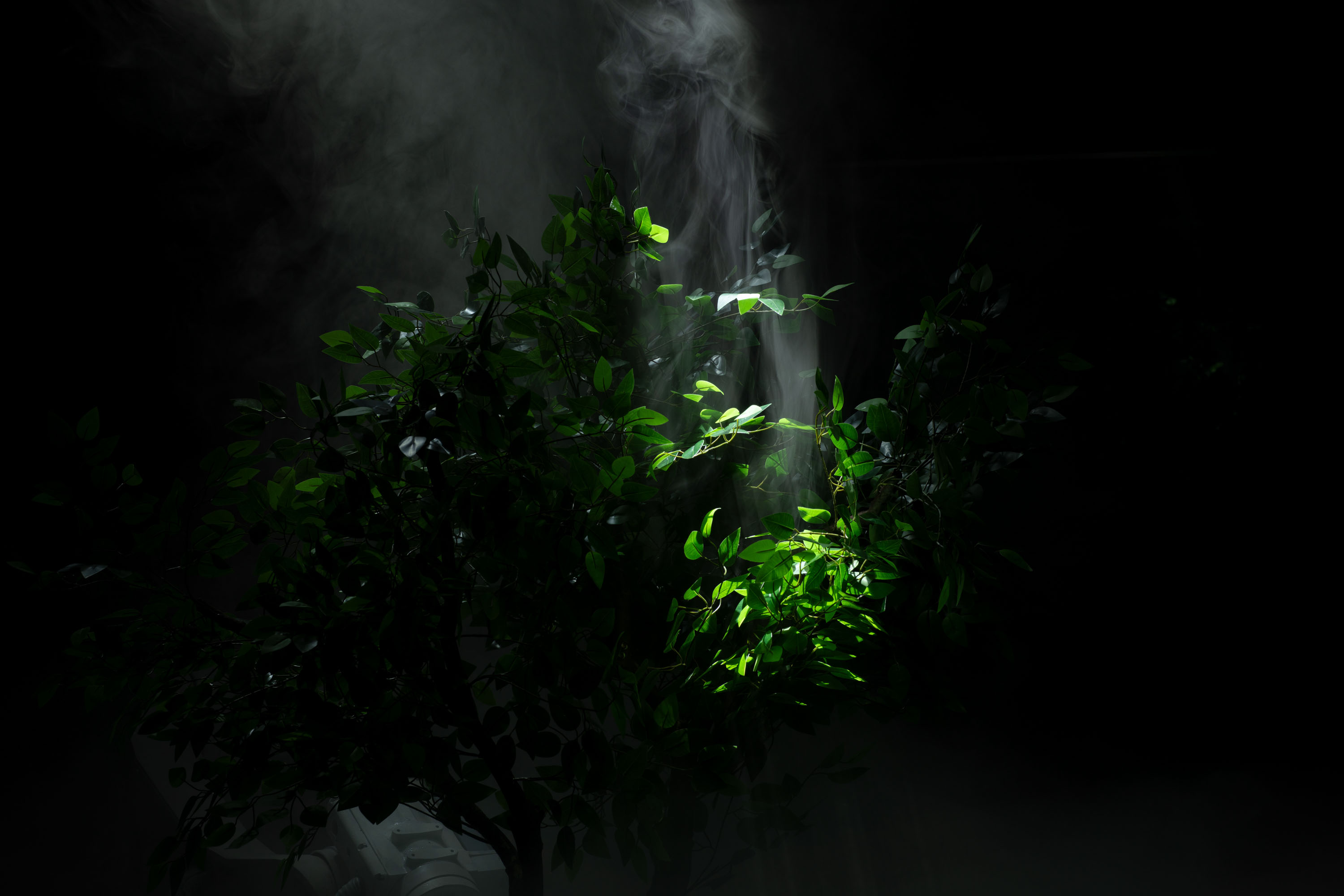 Forest Theorem One image 2