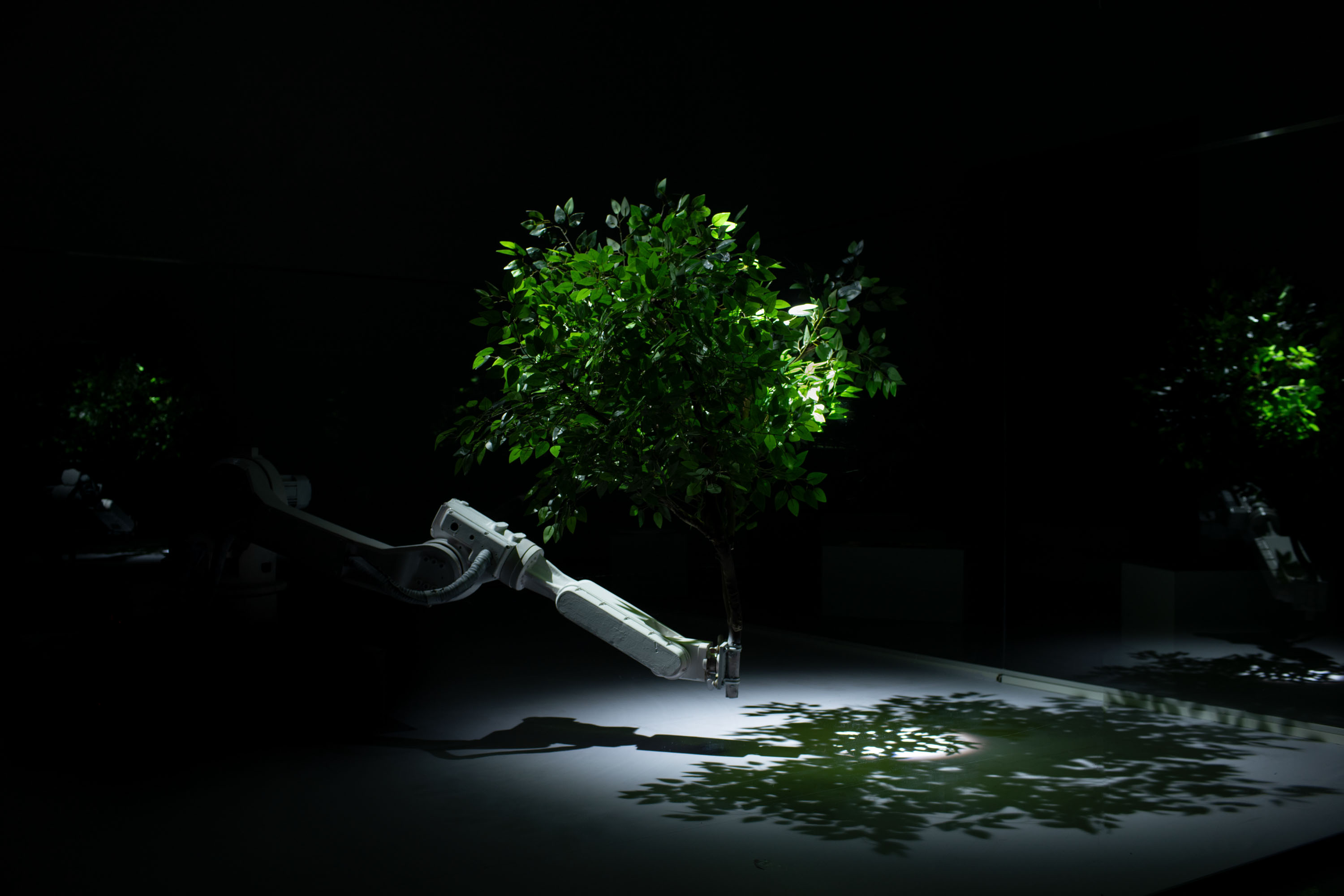 Forest Theorem One image 3
